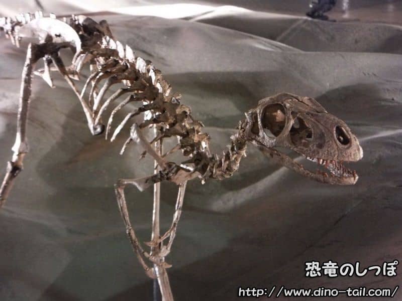 Esqueleto fósil completo de Dilong
