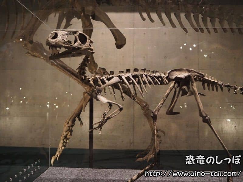 Esqueleto fósil completo de Dilong