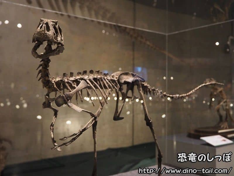 Esqueleto fósil completo de Dilong