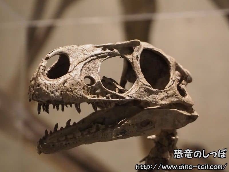 Cráneo fósil de Dilong