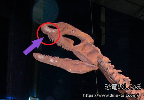 Muesca en la mandíbula de Dilophosaurus