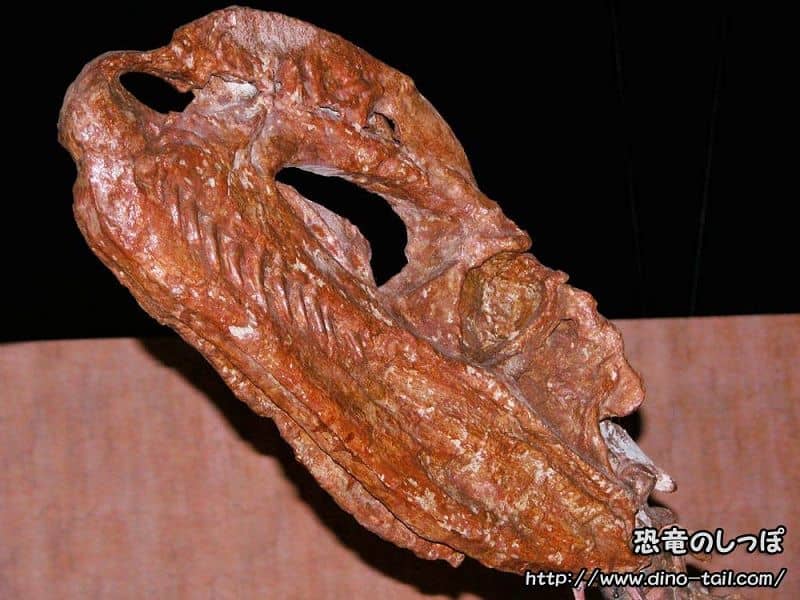 Cráneo de Dilophosaurus