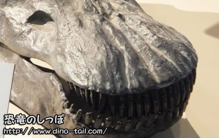 Cráneo fósil de Diplodocus