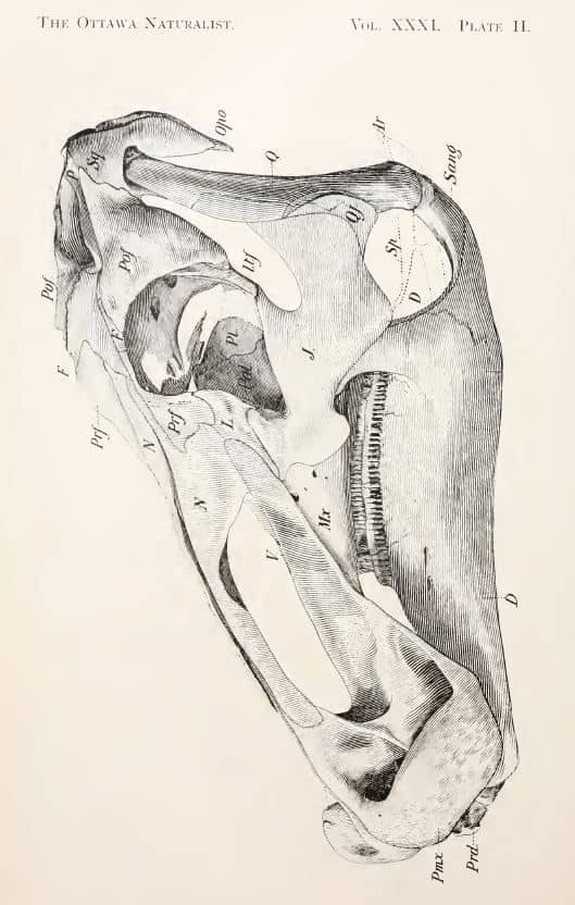 Boceto del cráneo de Edmontosaurus - extracto de la publicación original