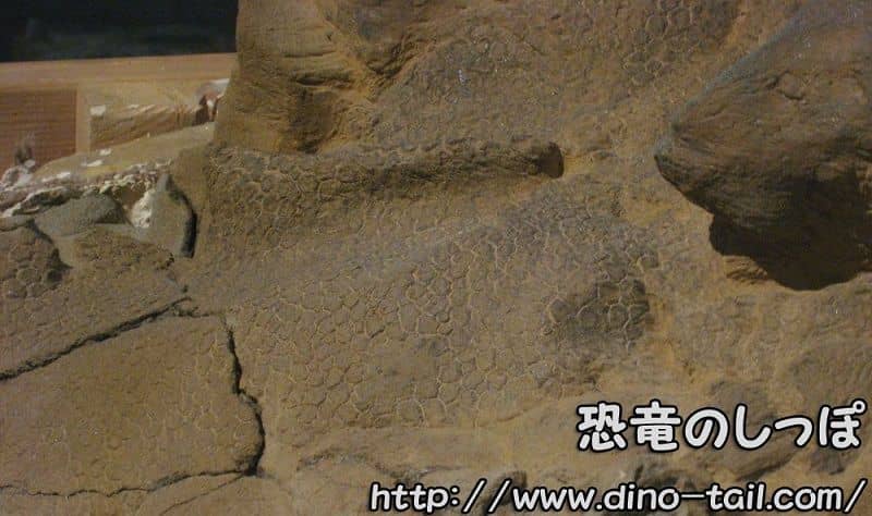 Fósil de piel de Edmontosaurus, conocido como Dakota