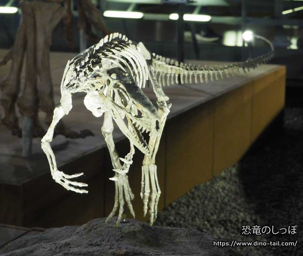 Esqueleto fósil completo de Eodromaeus