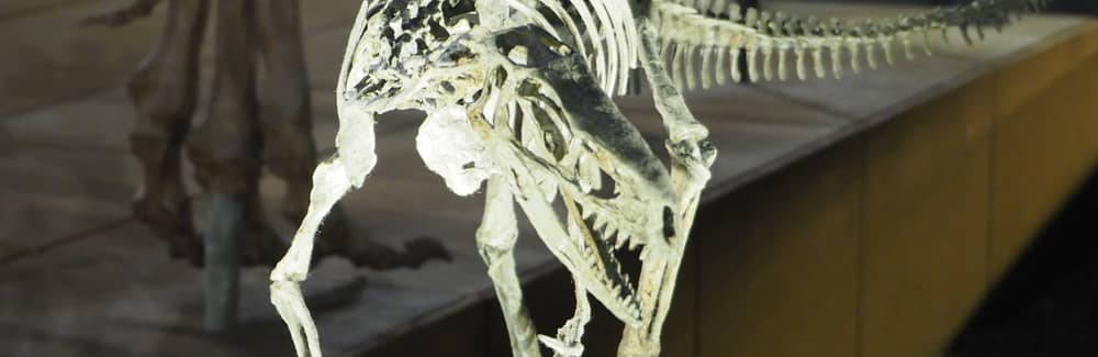 Ilustración de Eodromaeus