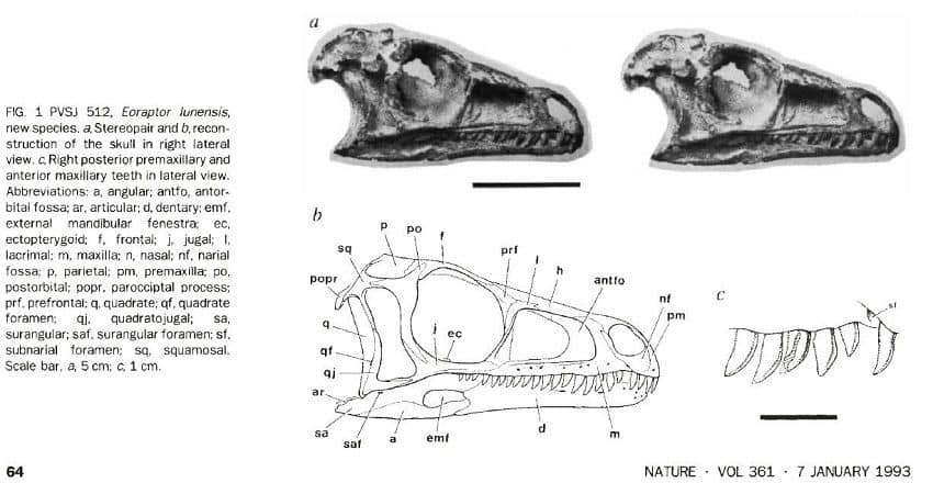 Extracto de la publicación original de Eoraptor (1993)
