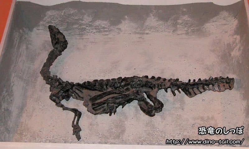 Fósil de Eoraptor tal como se encontró