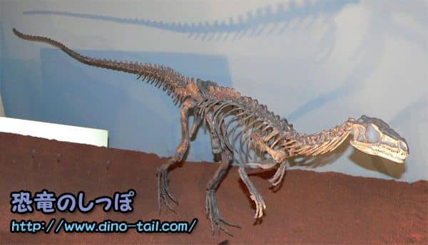 Esqueleto fósil completo de Eoraptor