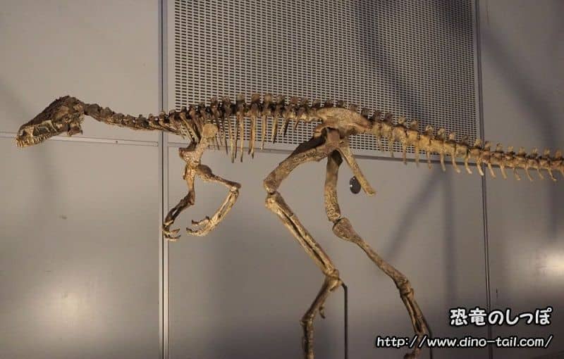 Esqueleto fósil completo de Eoraptor