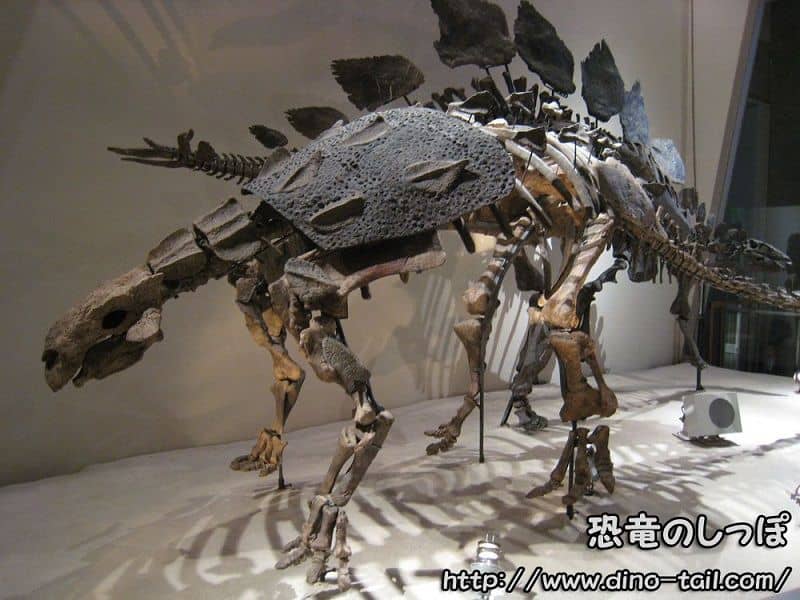 Esqueleto fósil completo de Euoplocephalus (Museo Nacional de Ciencia, Tokio)