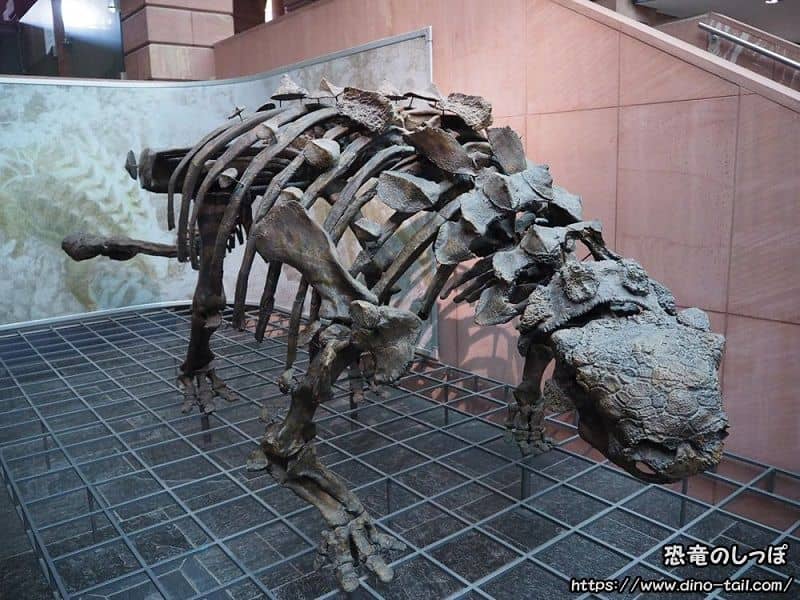 Esqueleto fósil completo de Euoplocephalus (Museo Senckenberg)