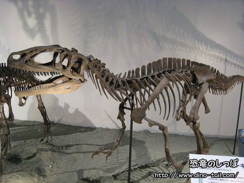 Esqueleto fósil completo de Fukuiraptor