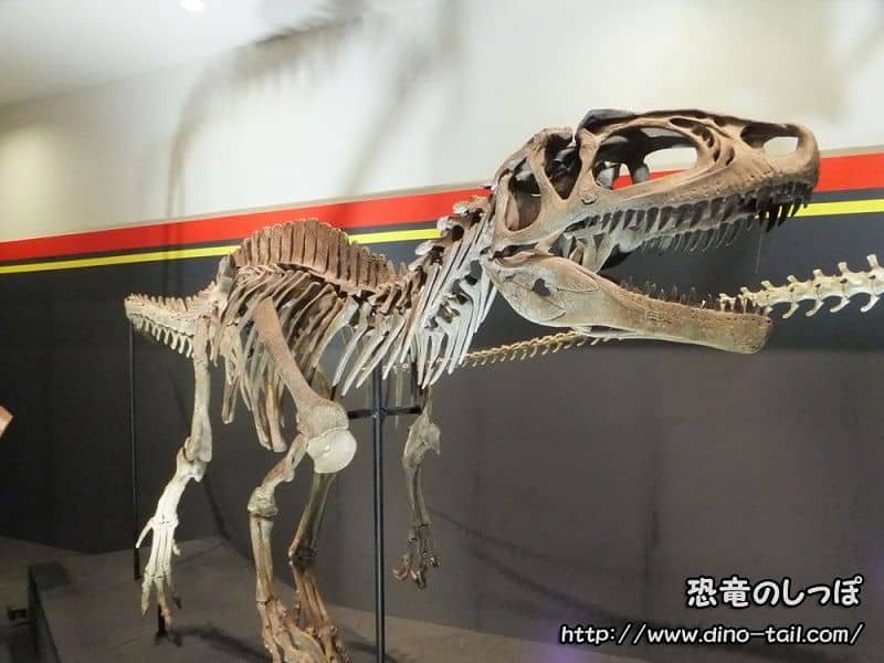 Esqueleto fósil completo de Fukuiraptor