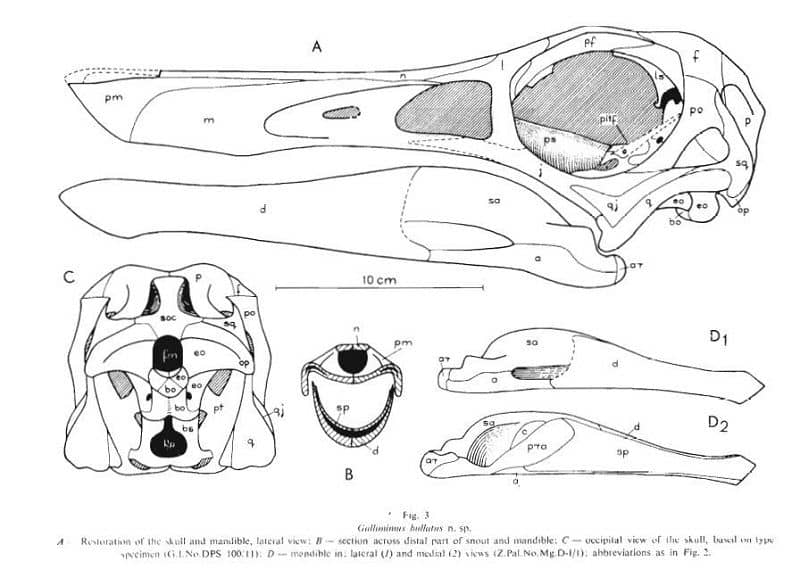 Boceto del cráneo de Gallimimus - publicación original