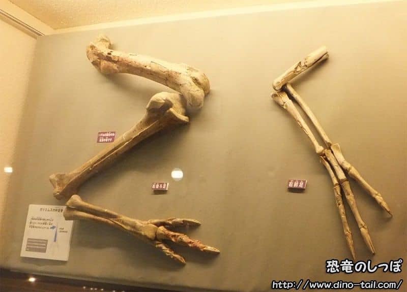 Fósil de pata delantera y trasera derecha de Gallimimus