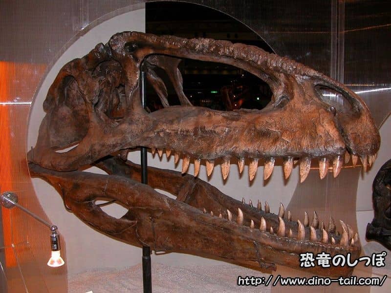 Cráneo fósil de Giganotosaurus