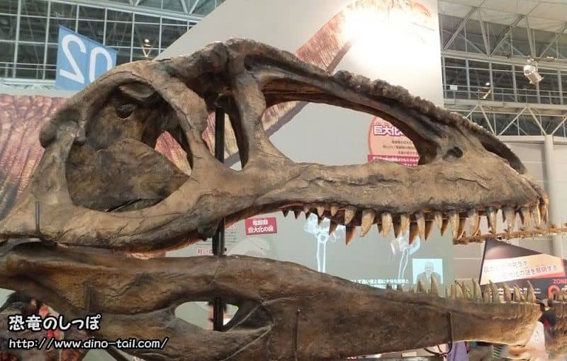 Cráneo fósil de Giganotosaurus