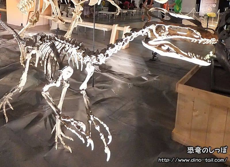 Esqueleto fósil completo de Guanlong