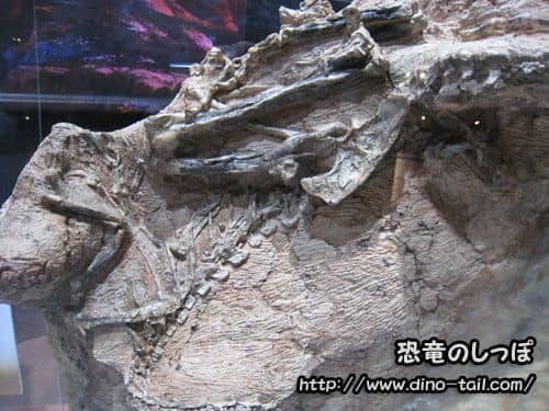 Fósil de Guanlong tal como se encontró