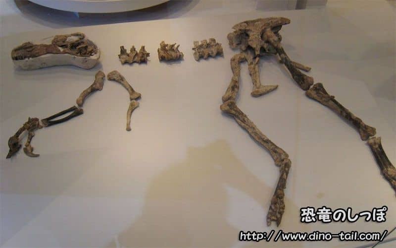 Esqueleto fósil de Guanlong