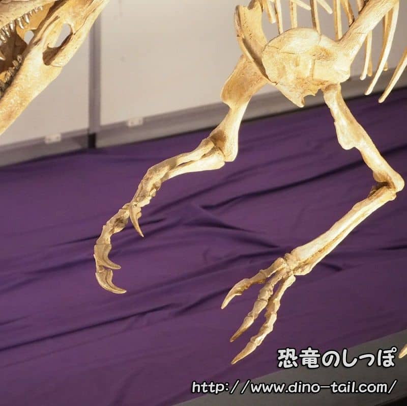 Garra de Herrerasaurus