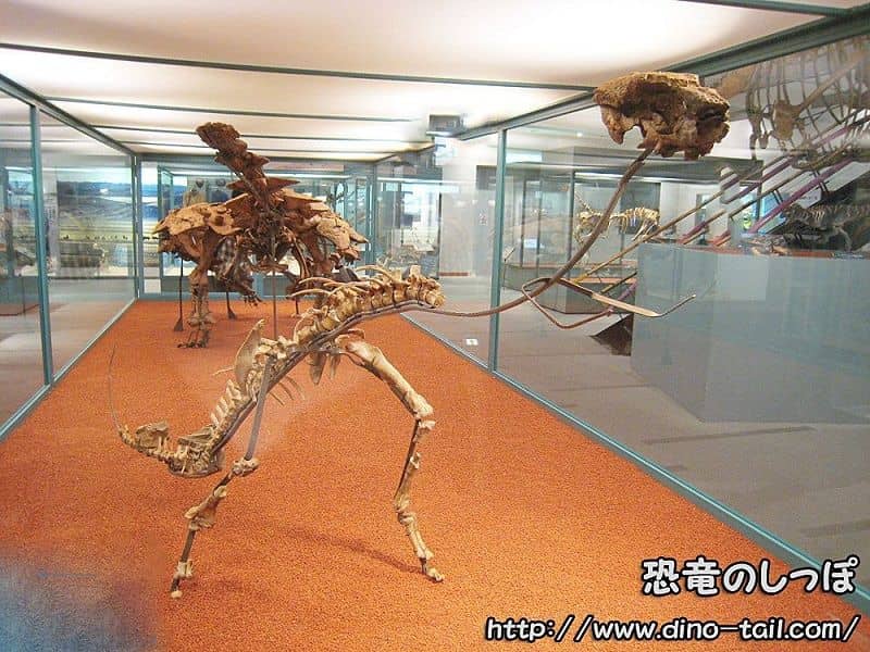 Esqueleto fósil completo de Homalocephale (2011)