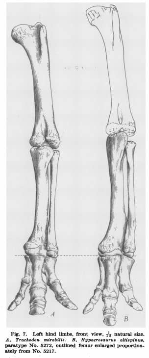 Boceto de la pata izquierda de Hypacrosaurus (publicación original)