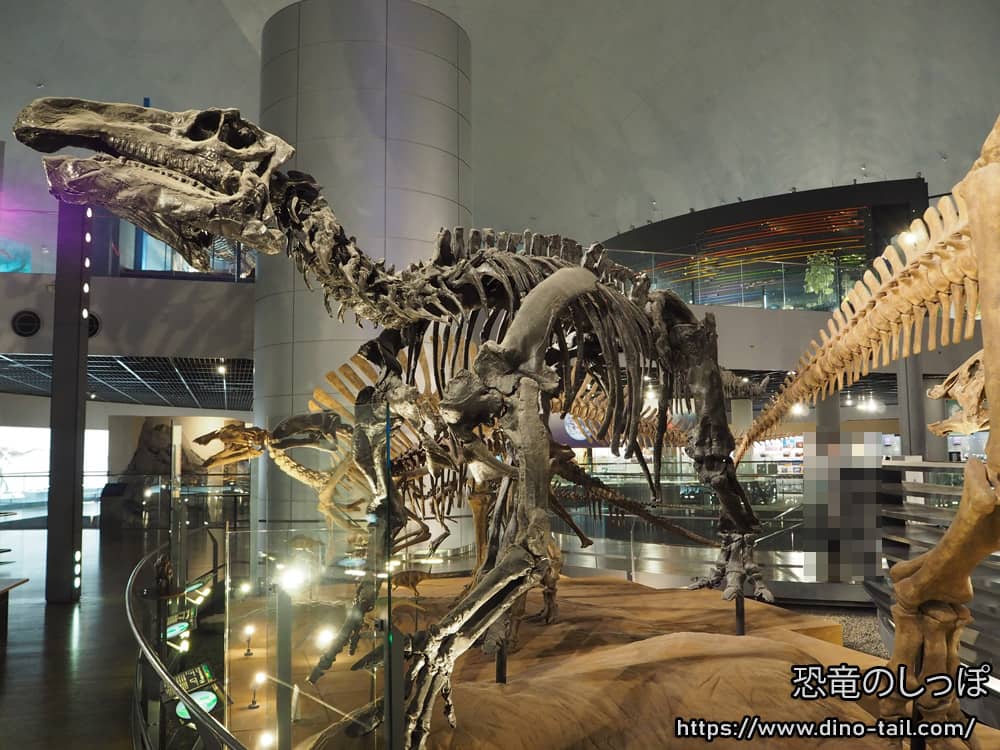 Esqueleto fósil completo de Iguanodon