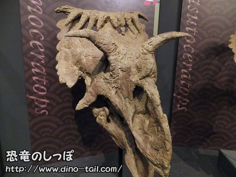 Cráneo fósil de Kosmoceratops