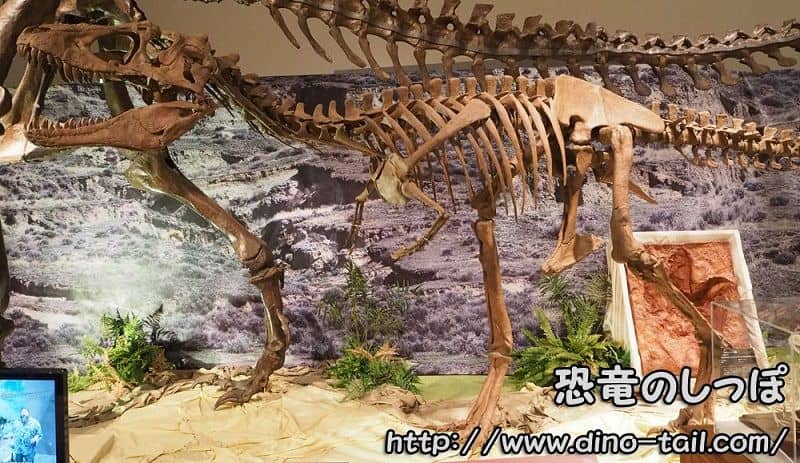 Esqueleto fósil completo de Lythronax (fotografiado en 2016)