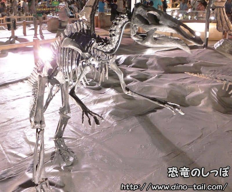 Esqueleto fósil completo de Maiasaura