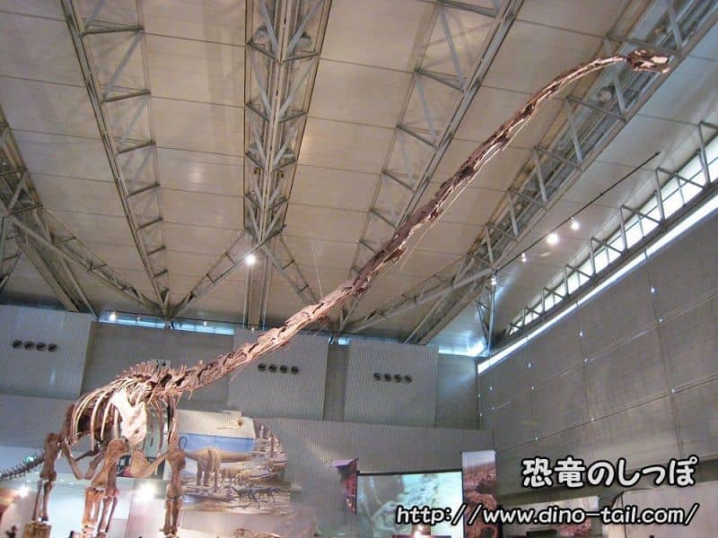 Esqueleto fósil completo de Mamenchisaurus