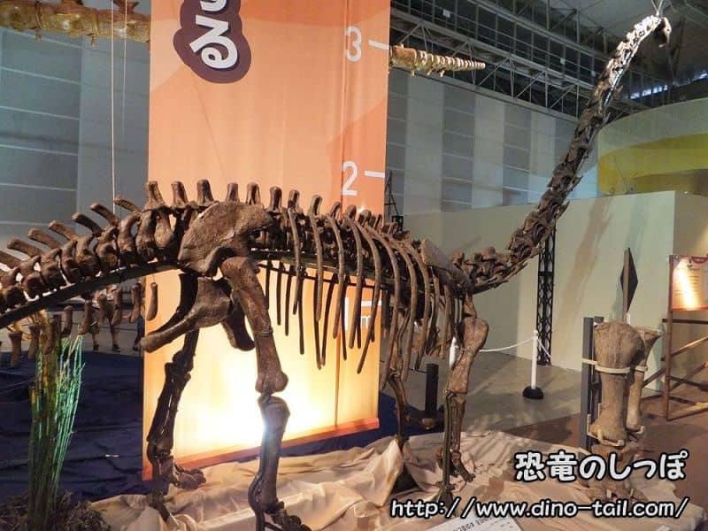 Esqueleto fósil completo de Mamenchisaurus