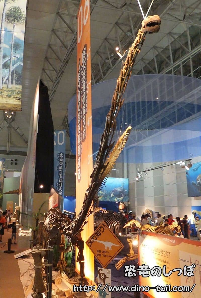 Esqueleto fósil completo de Mamenchisaurus