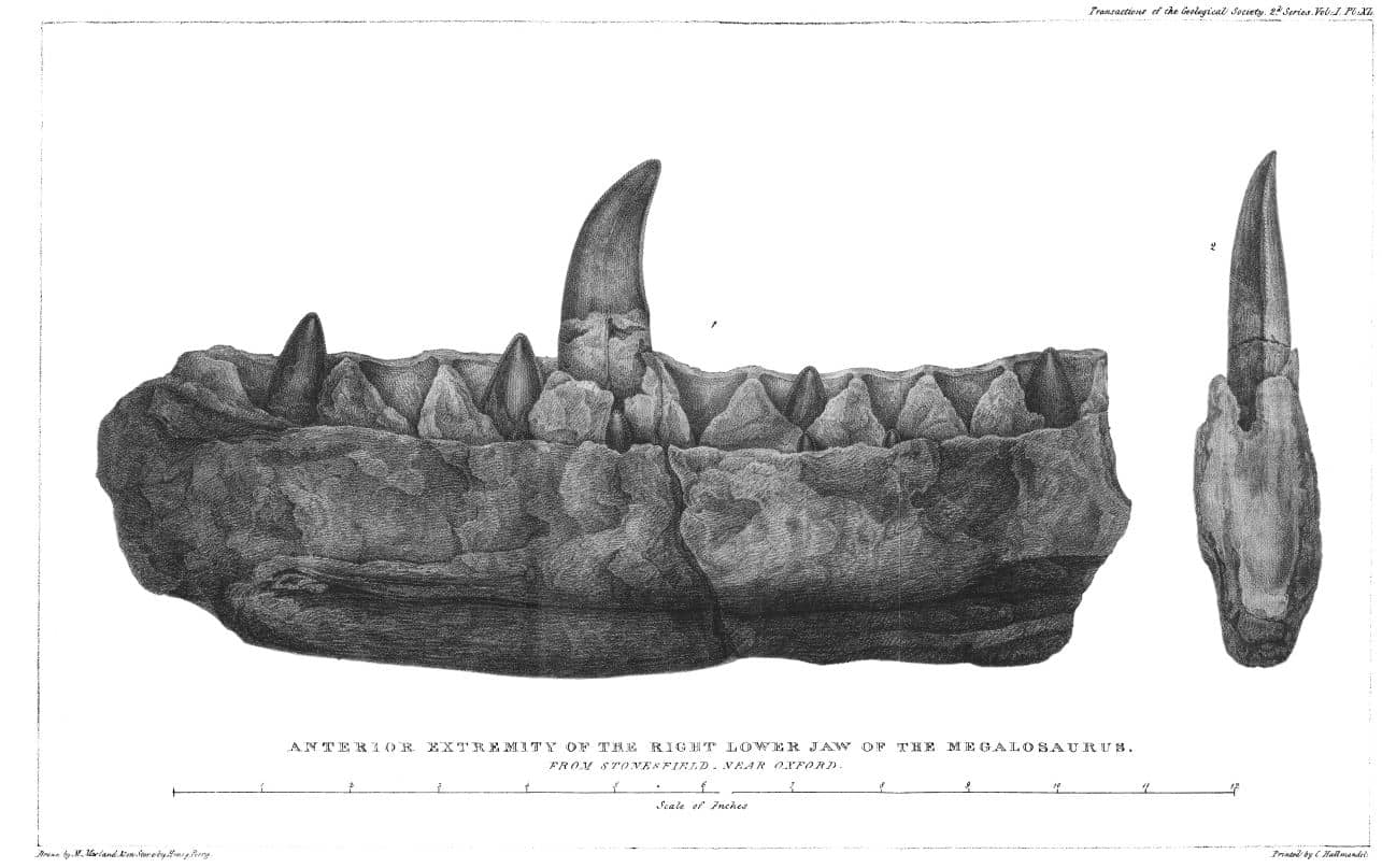 Mandíbula inferior derecha de Megalosaurus (espécimen OUM J13505) - extracto de la publicación de 1824