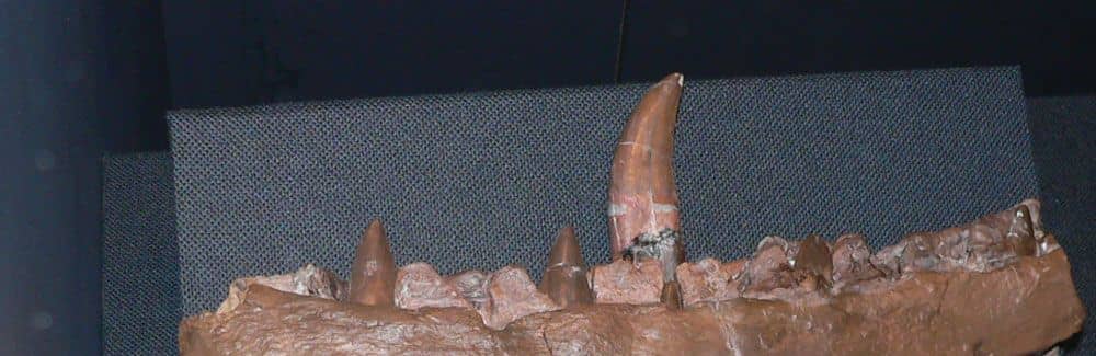Megalosaurus