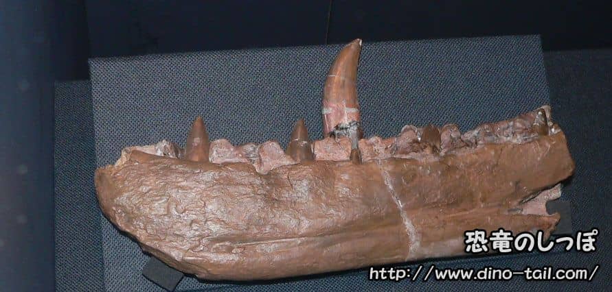 Fósil de mandíbula de Megalosaurus