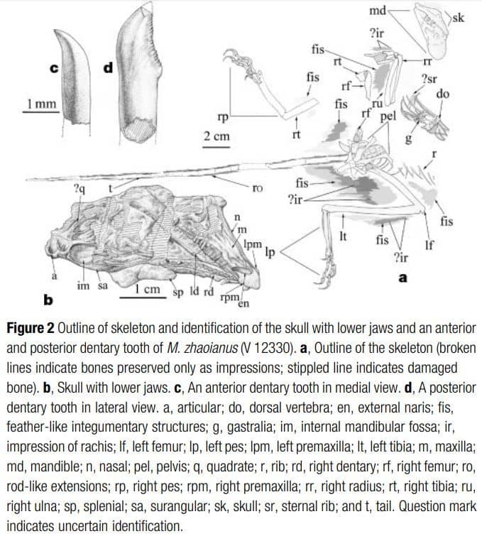 Extracto de la publicación original de Microraptor (2000)