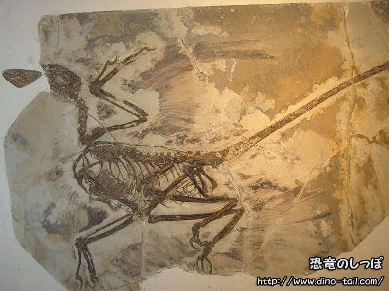 Esqueleto fósil completo de Microraptor gui