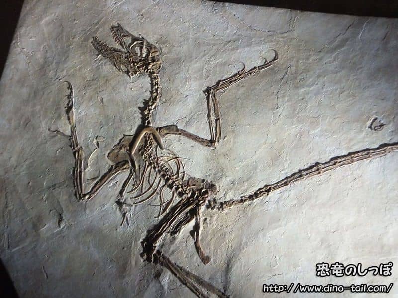 Esqueleto fósil completo de Microraptor