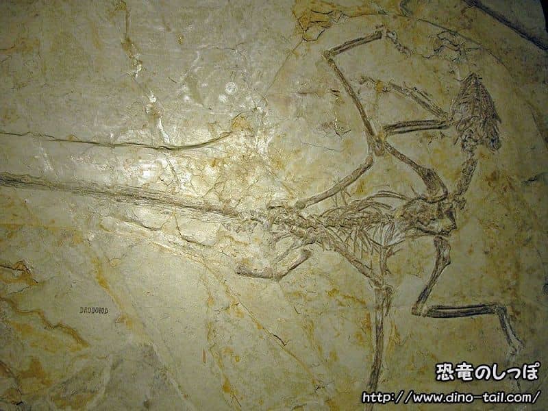 Fósil de Microraptor