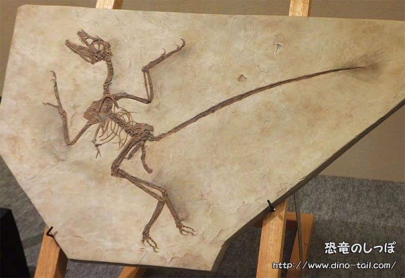 Esqueleto fósil completo de Microraptor