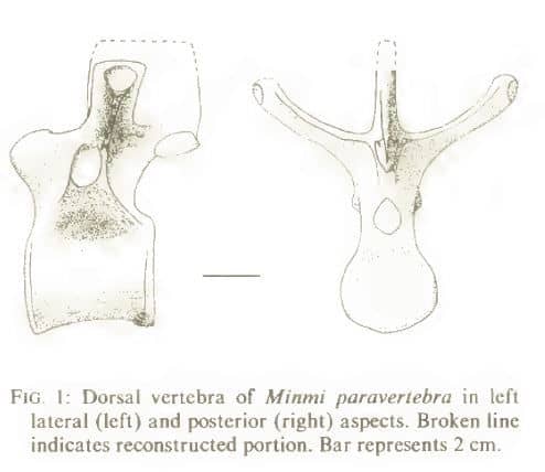 Extracto de la publicación original de Minmi (1980)