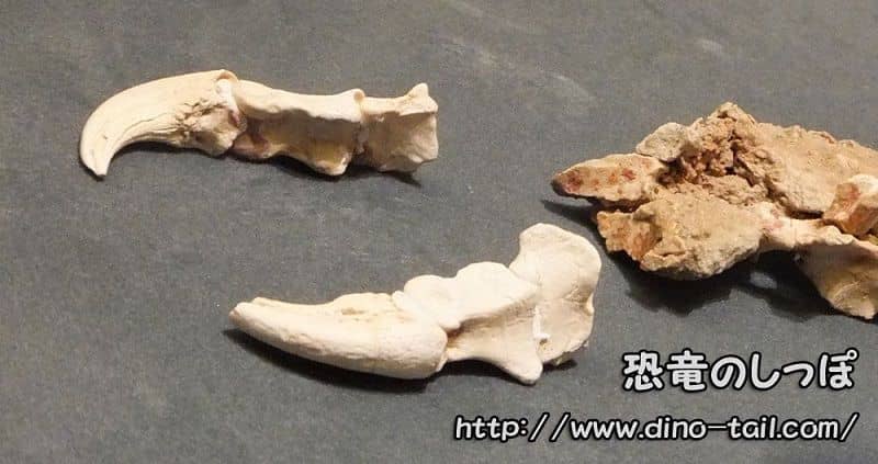 Fósil de la garra delantera de Mononykus