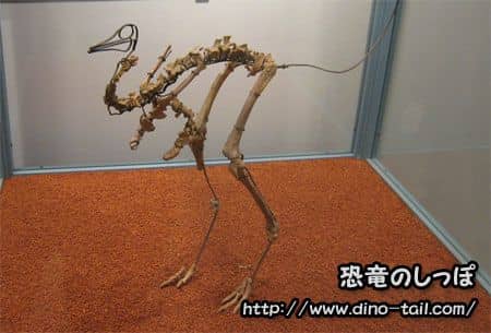 Esqueleto fósil completo de Mononykus