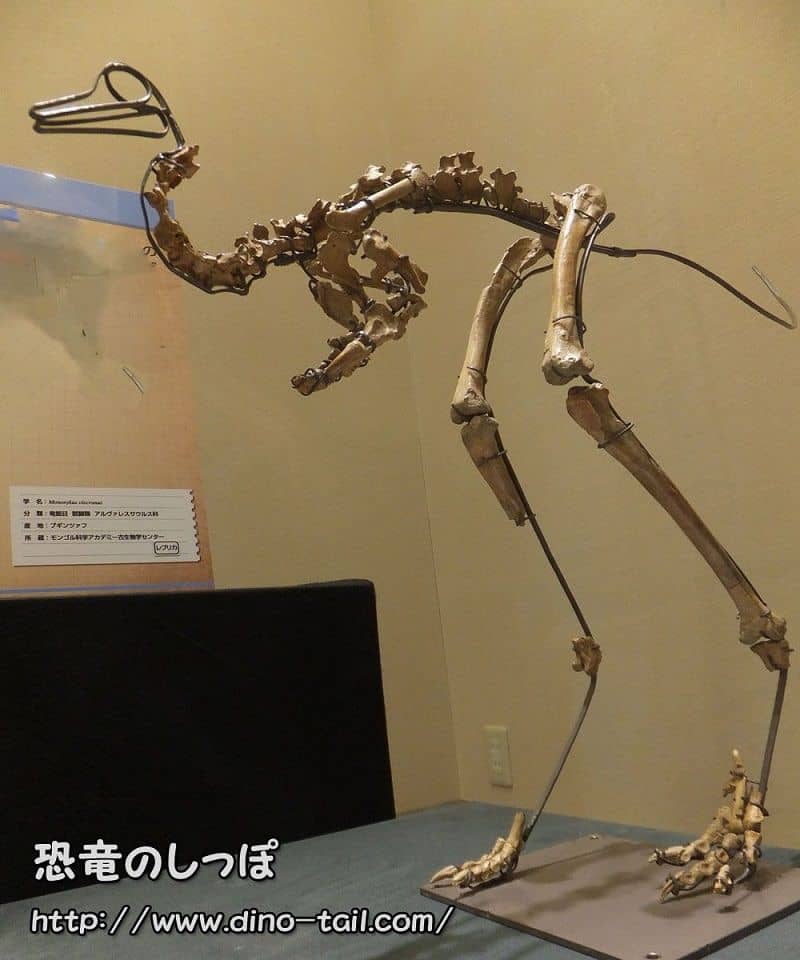 Esqueleto fósil completo de Mononykus