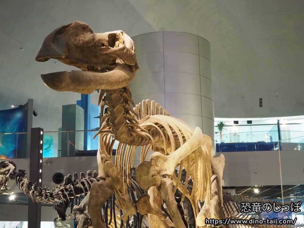 Esqueleto fósil completo de Muttaburrasaurus