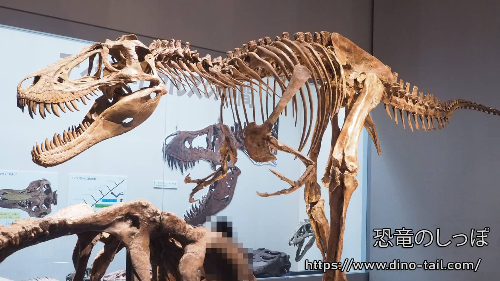 Fósil esquelético de Nanotyrannus: Nanotyrannus lethaeus (Jane)